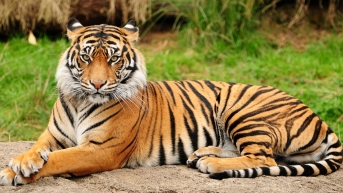 Результат пошуку зображень за запитом "тигр"